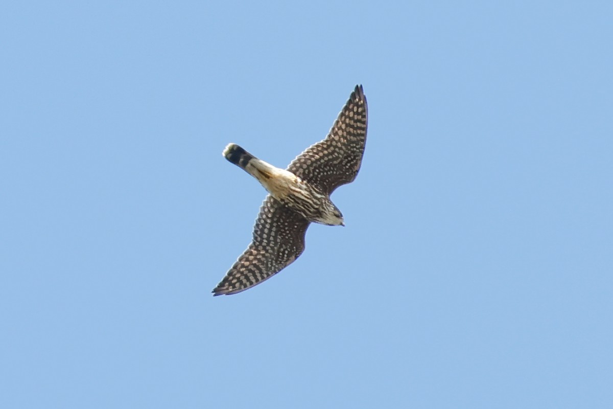 Хайргууна шонхор - ML641755643