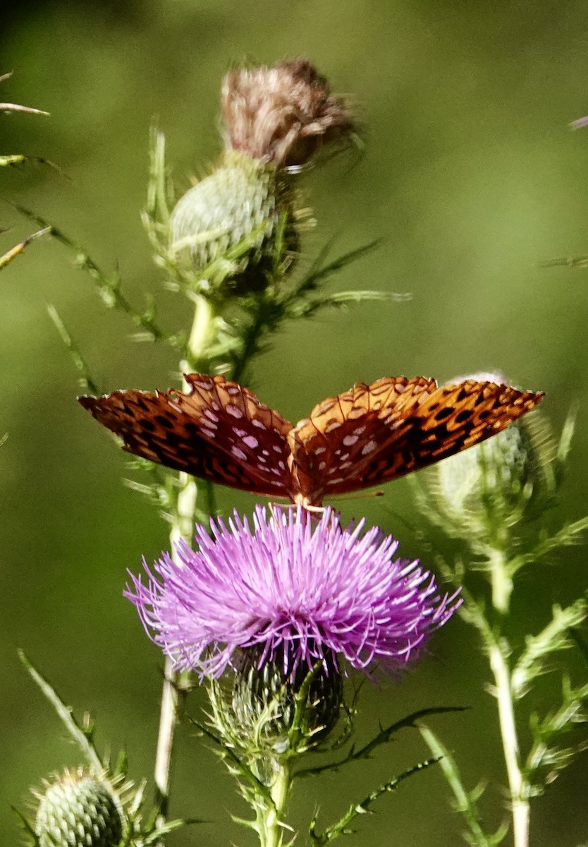 Great Spangled Fritillary - ML641755653
