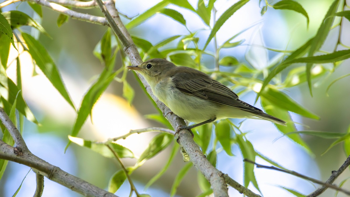 Canapino maggiore - ML641755672