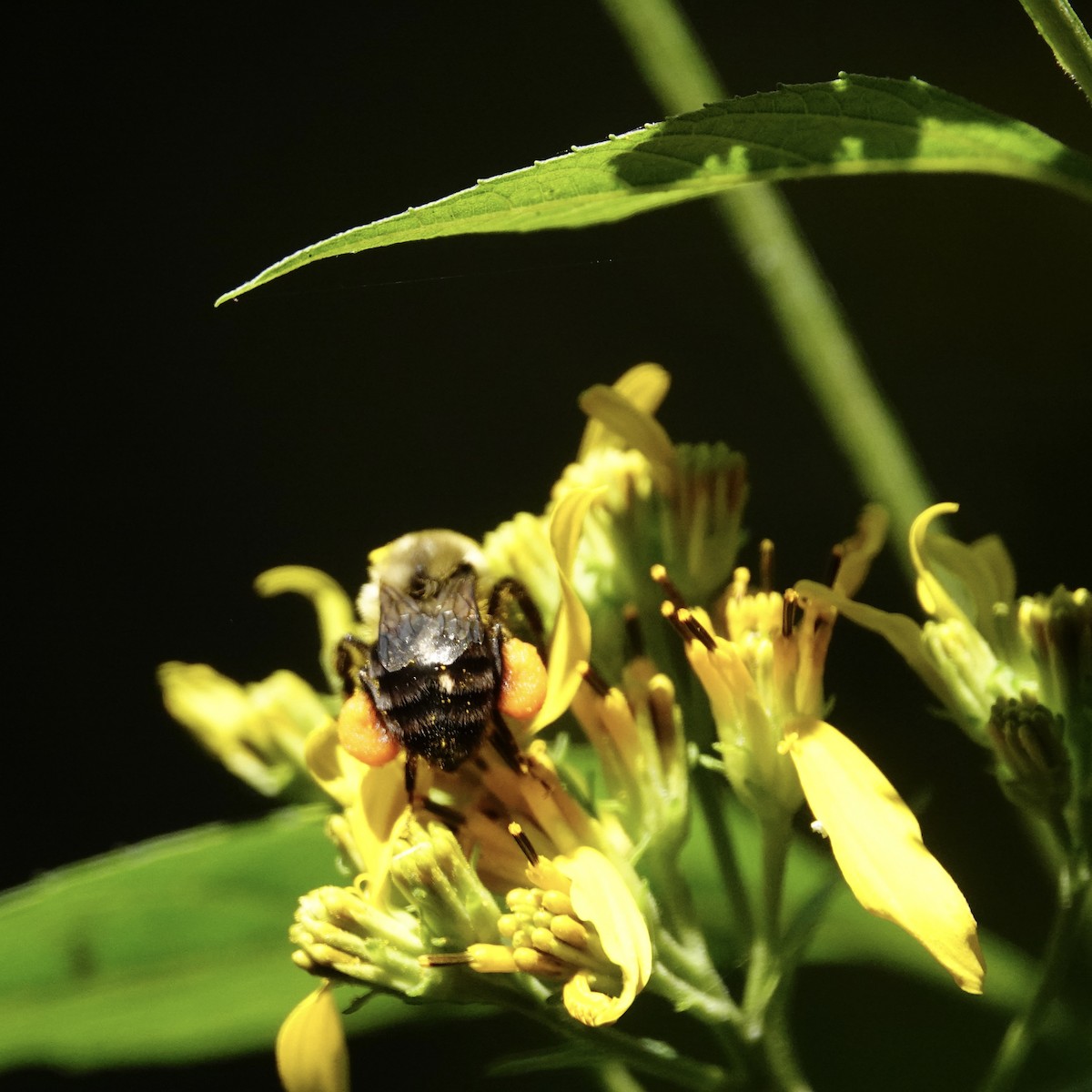 Common Eastern Bumblebee - ML641755675