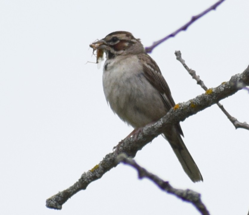 Lark Sparrow - ML641755721