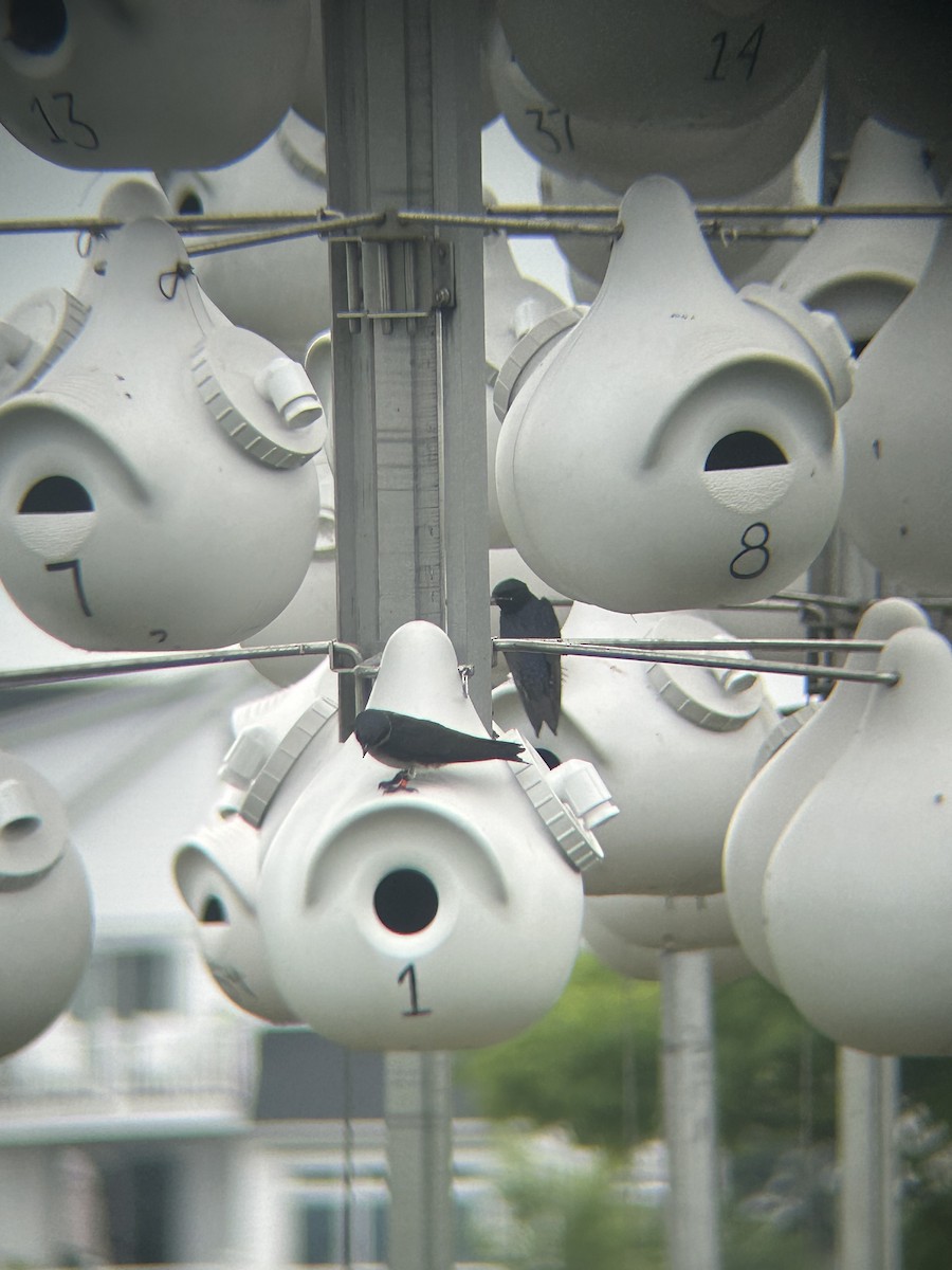 Purple Martin - ML641755840
