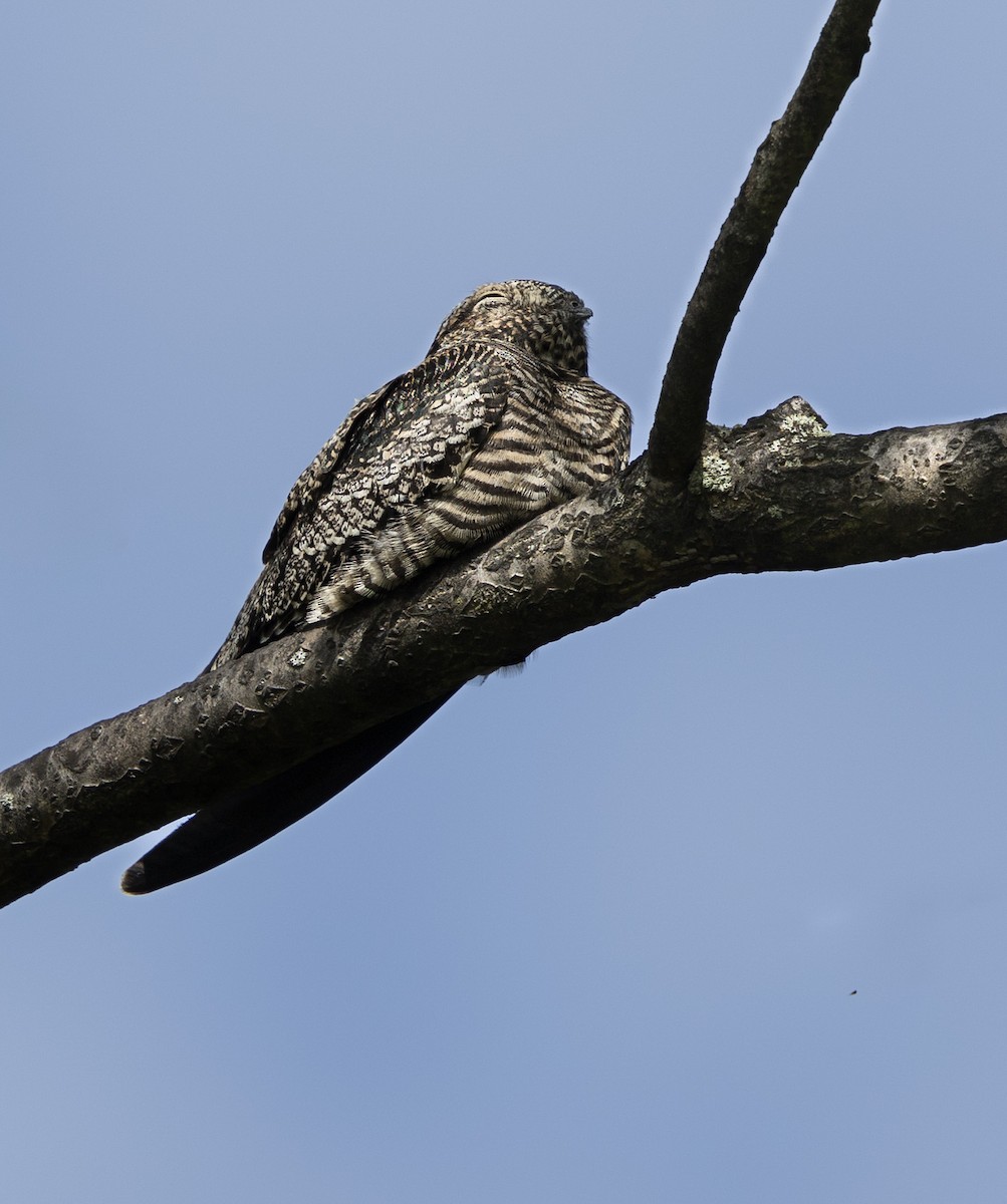 Common Nighthawk - ML641755852