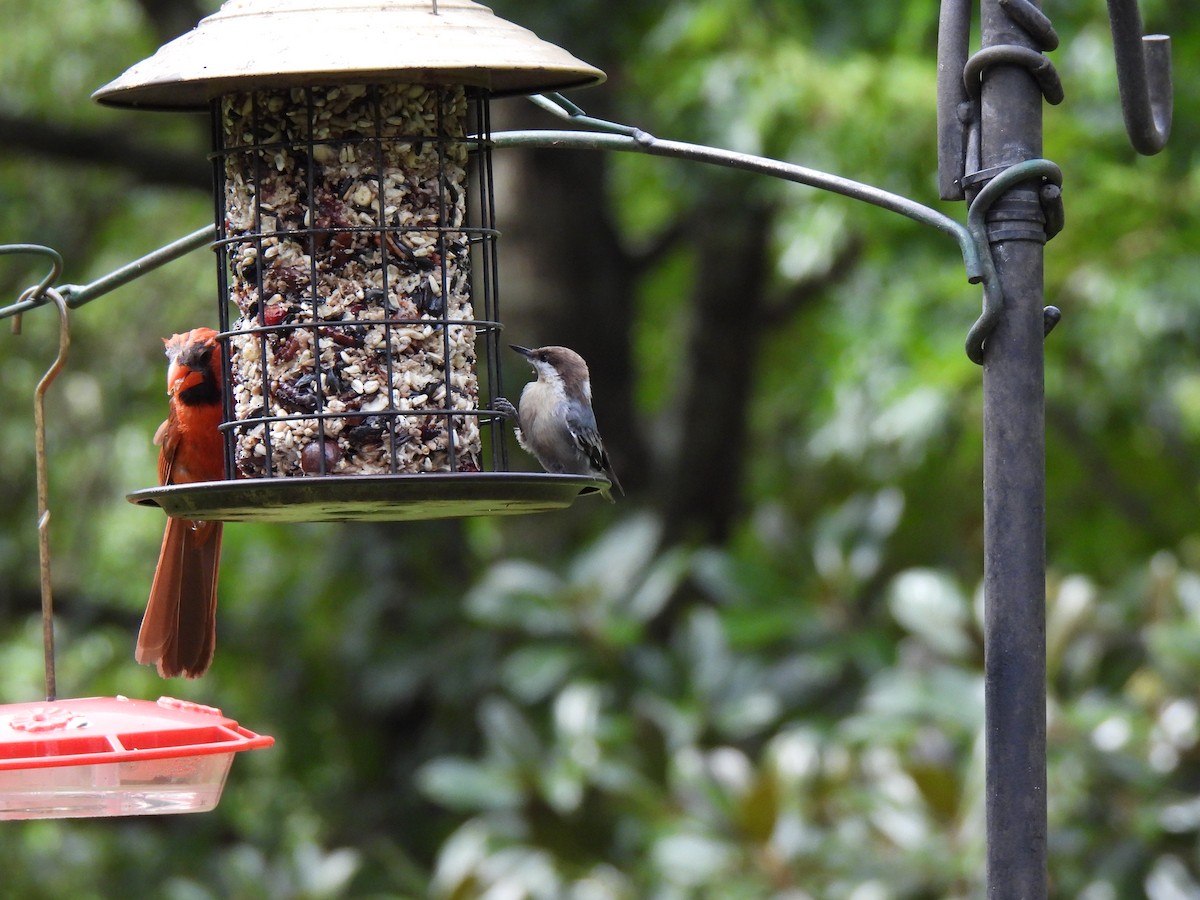 Brown-headed Nuthatch - ML641755859