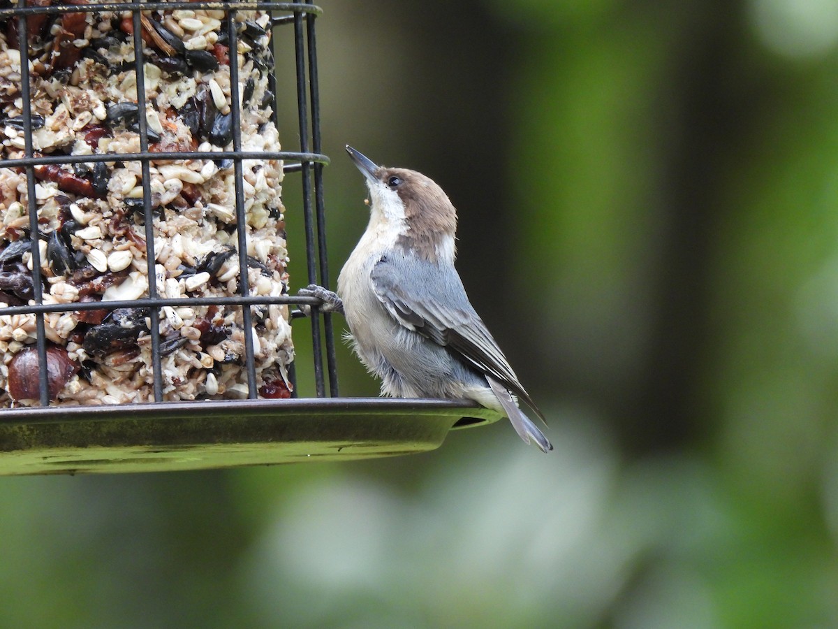Brown-headed Nuthatch - ML641755860