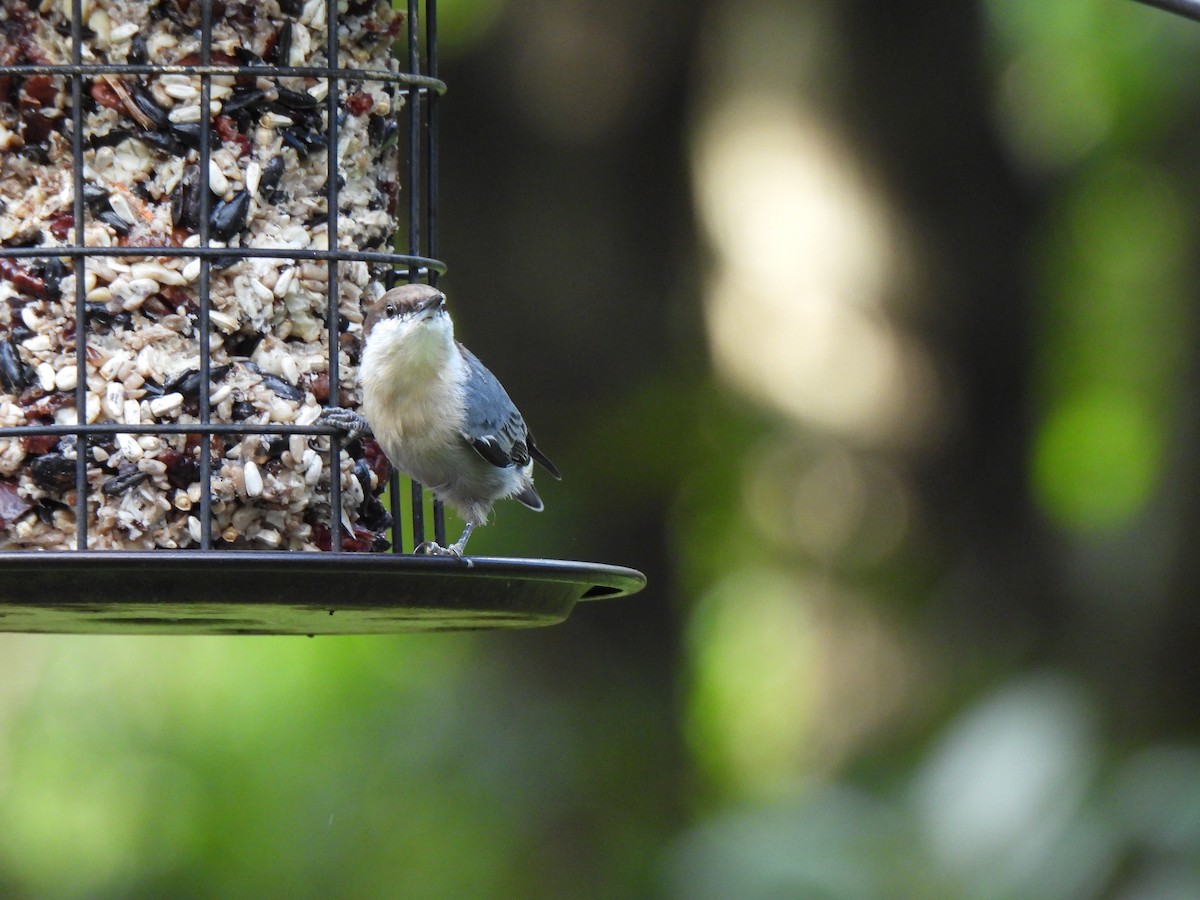 Brown-headed Nuthatch - ML641755861