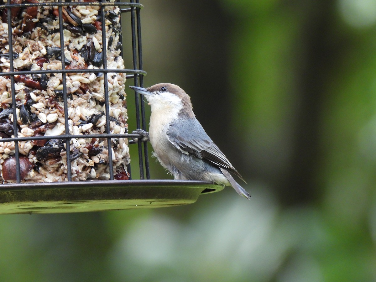 Brown-headed Nuthatch - ML641755862