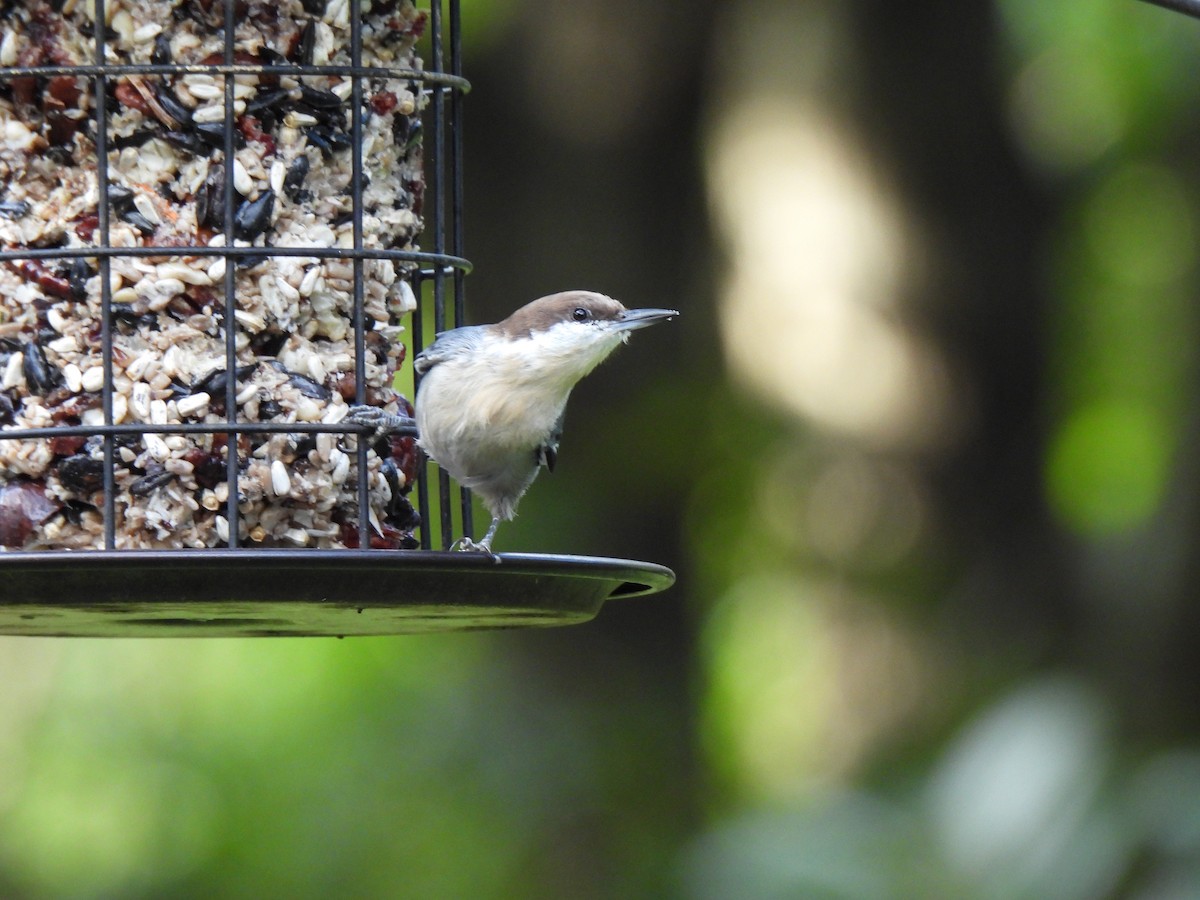 Brown-headed Nuthatch - ML641755863
