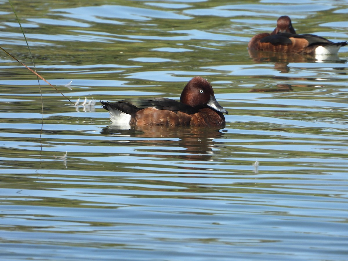 Ferruginous Duck - ML641755882