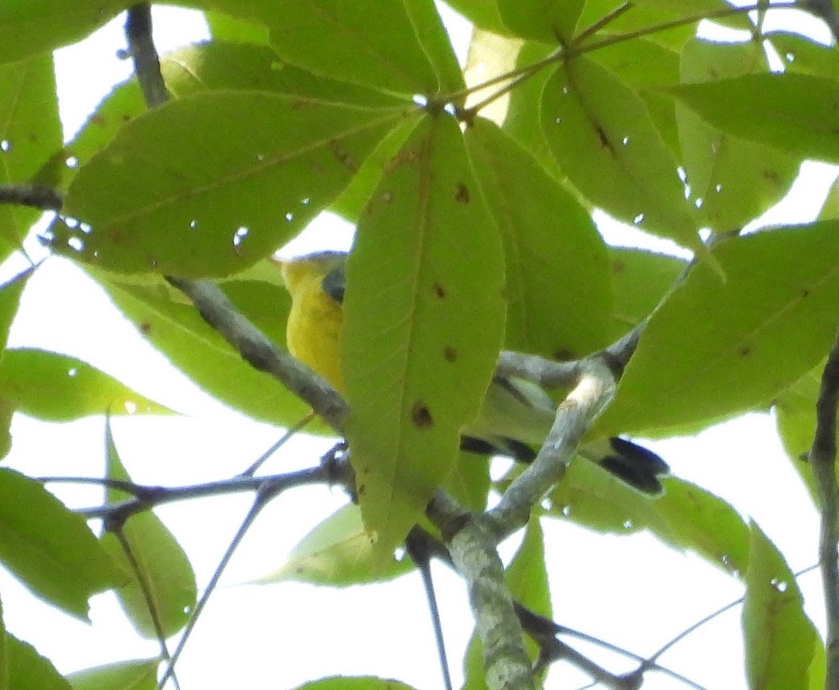 Magnolia Warbler - ML641755902