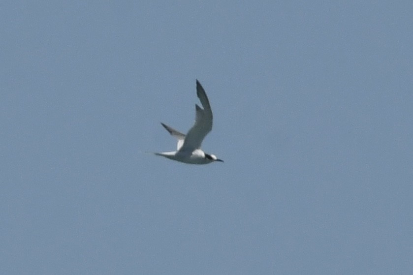 South American Tern - ML641755904