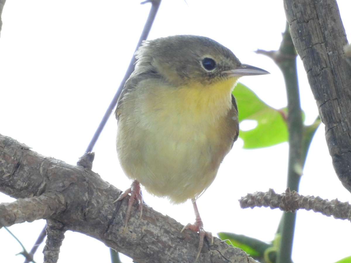Common Yellowthroat - ML641755915
