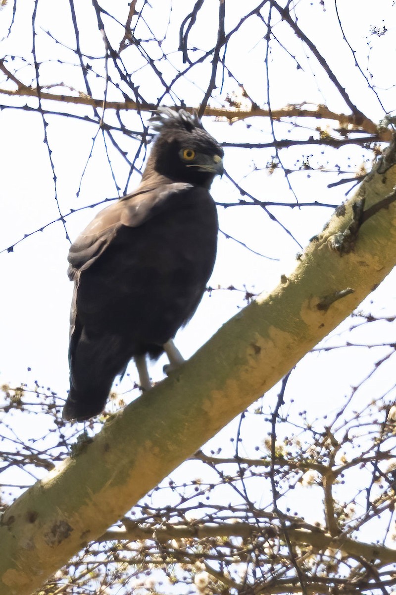 Long-crested Eagle - ML641755936