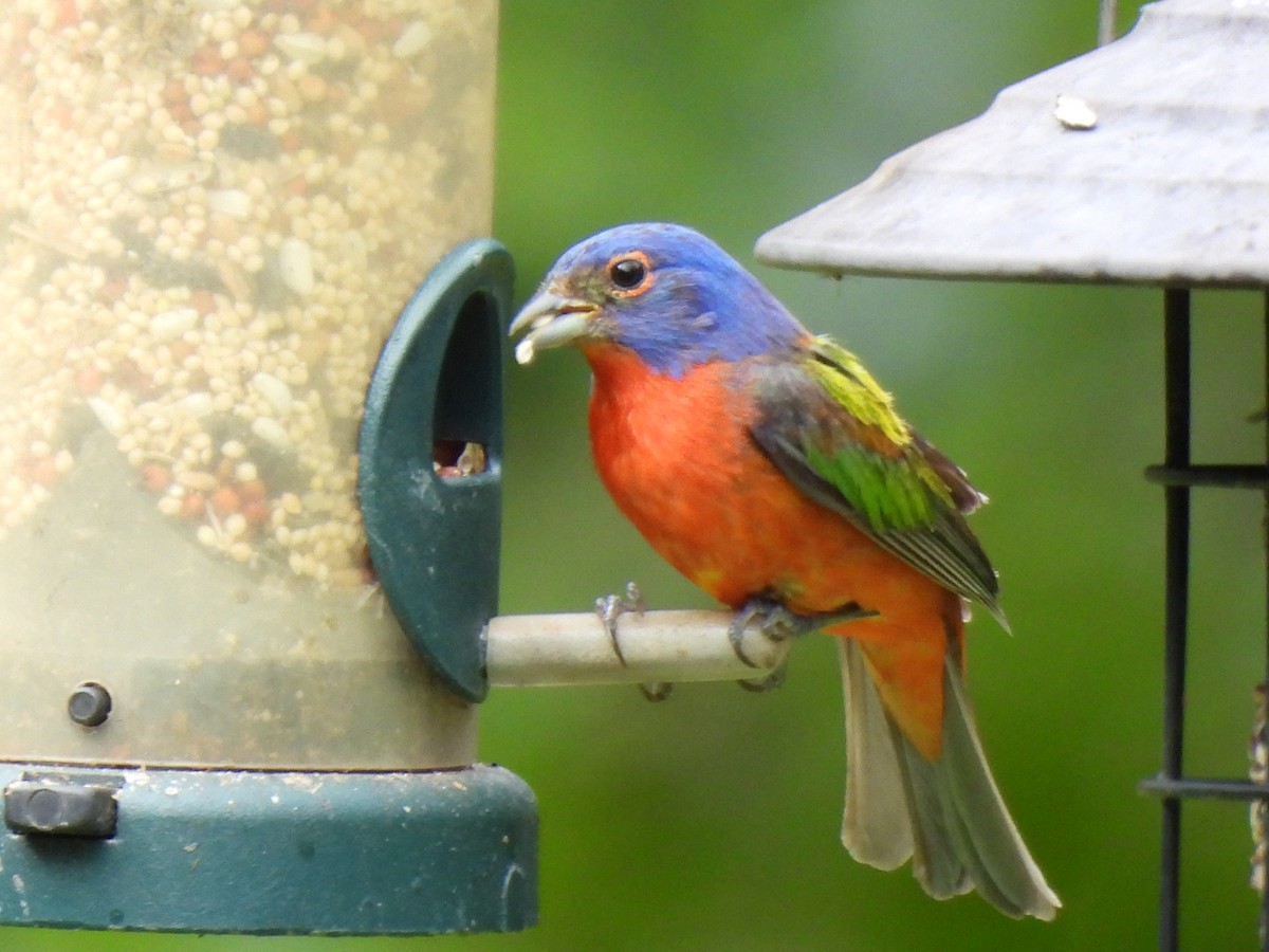 Painted Bunting - ML641755952