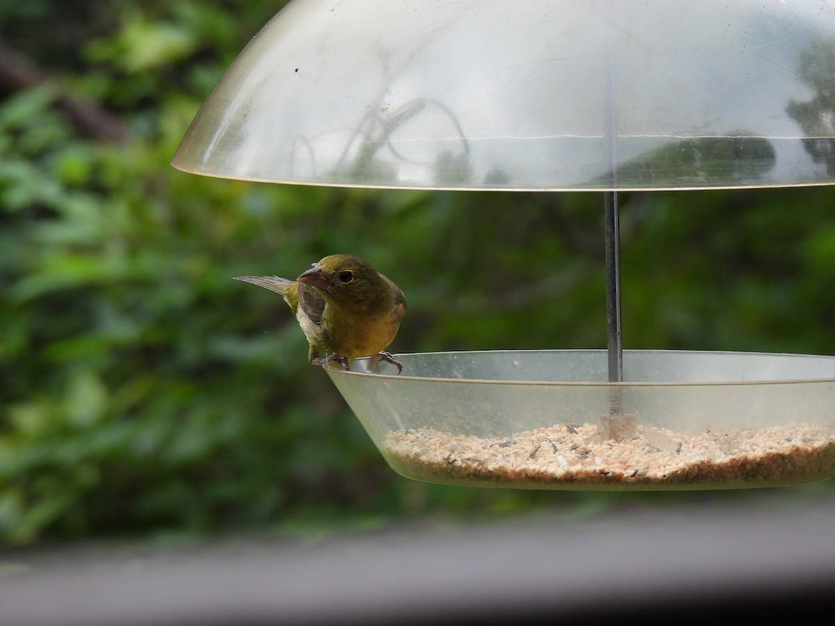 Painted Bunting - ML641755953