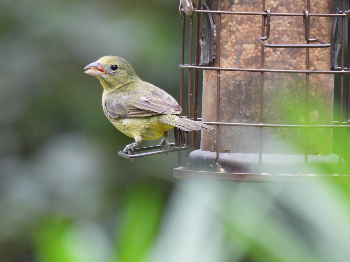Painted Bunting - ML641755954