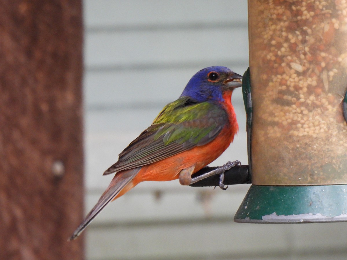 Painted Bunting - ML641755955
