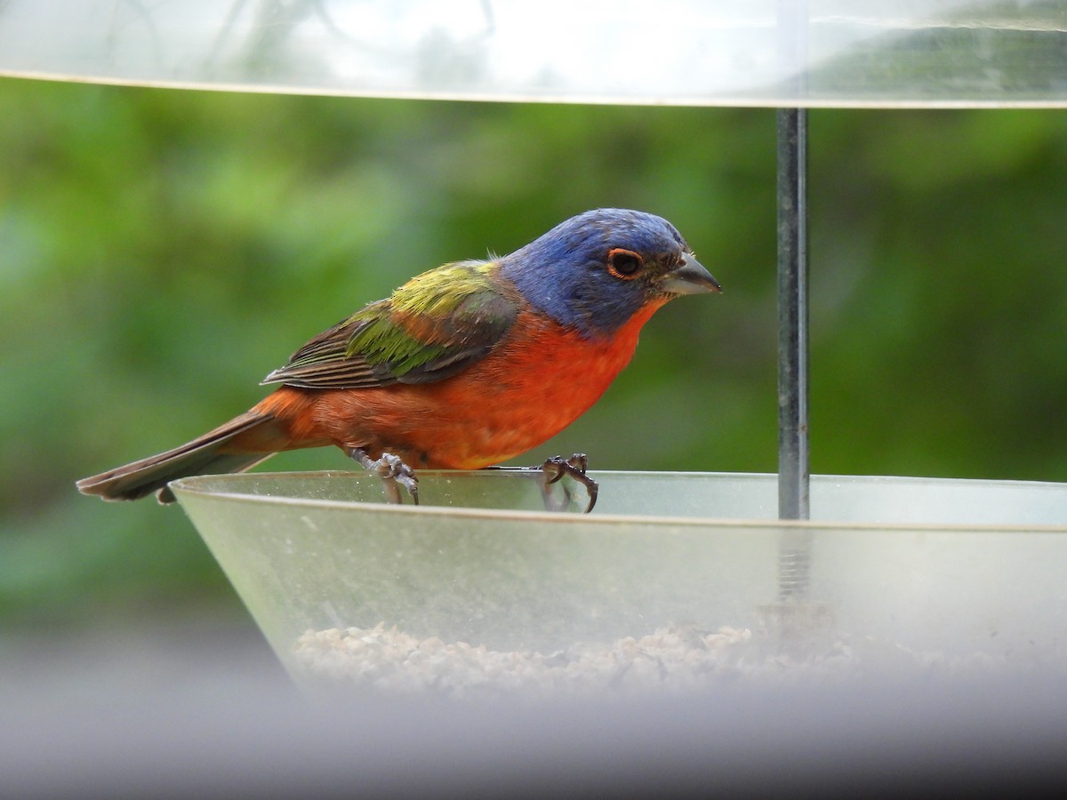 Painted Bunting - ML641755958