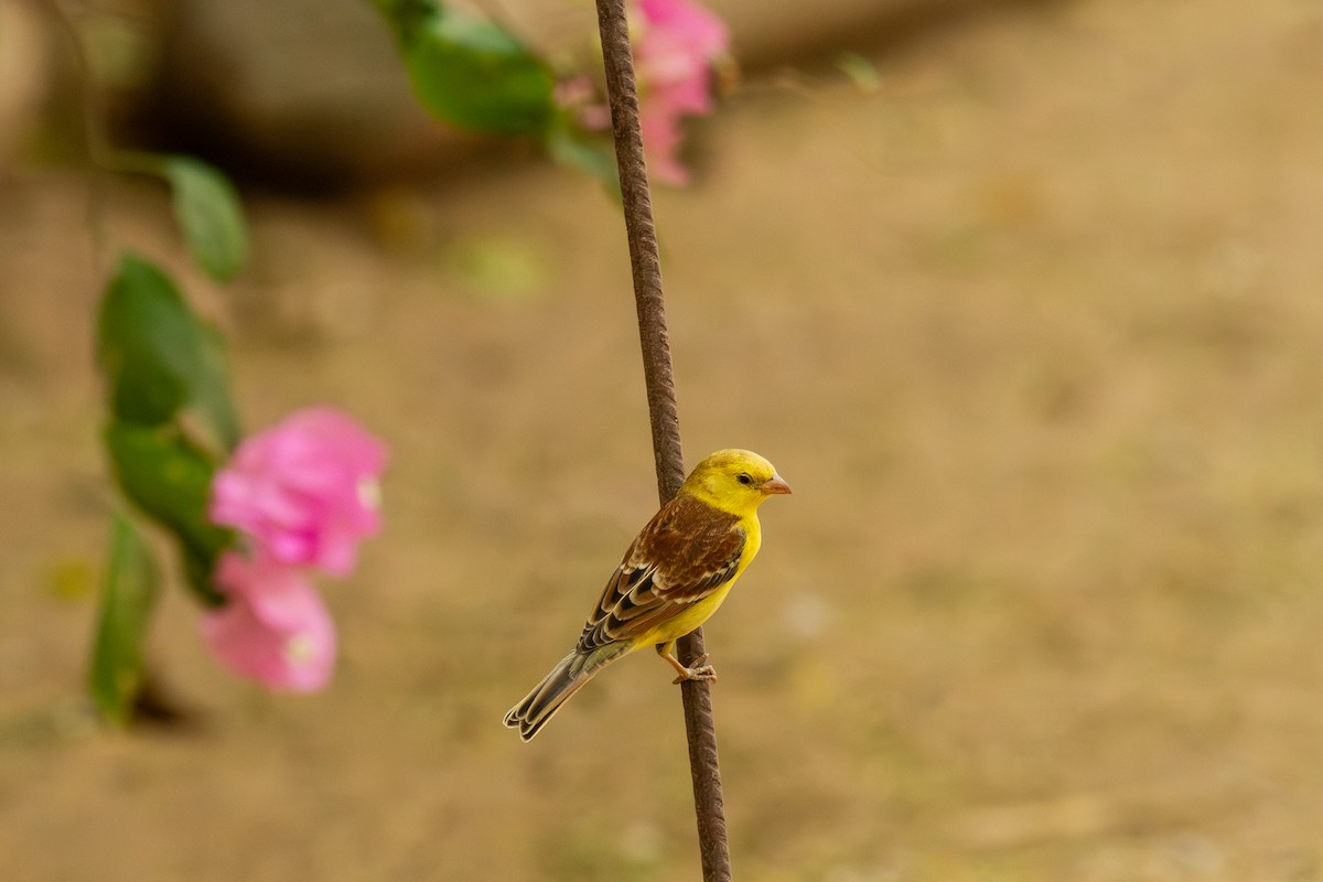 Sudan Golden Sparrow - ML641755968