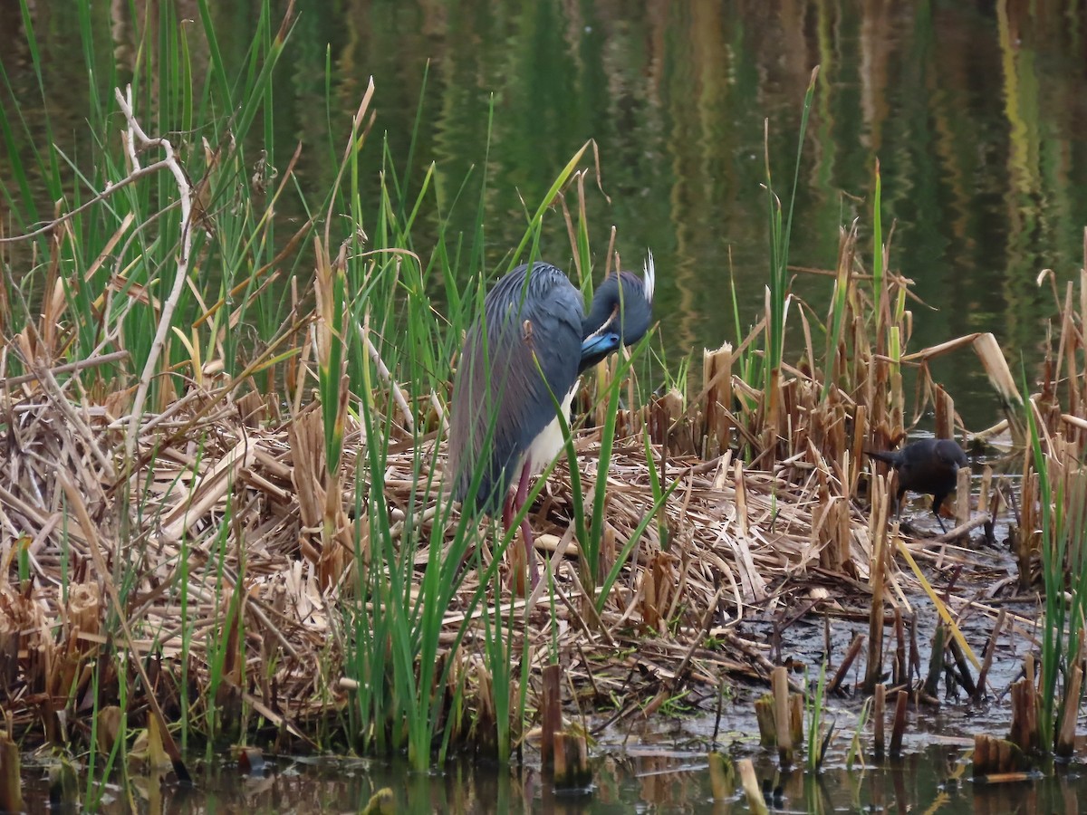 Tricolored Heron - ML641755976
