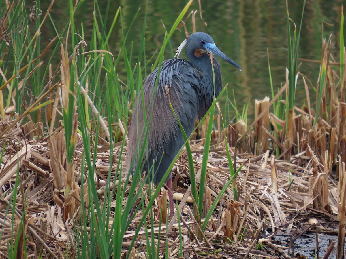 Tricolored Heron - ML641755977