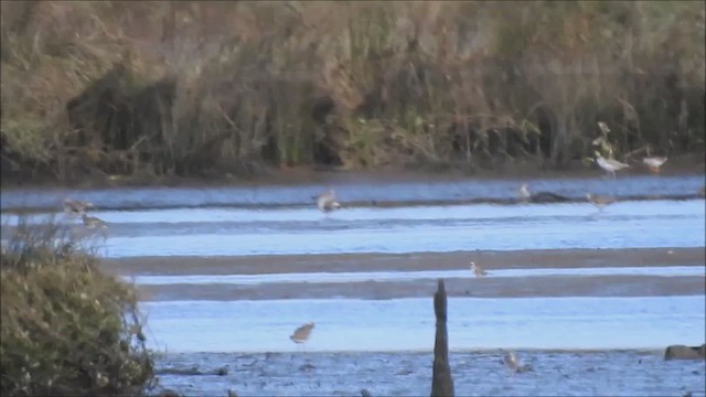 Common Redshank - ML641756013