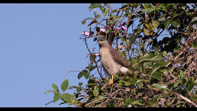 Roadside Hawk - ML641756015