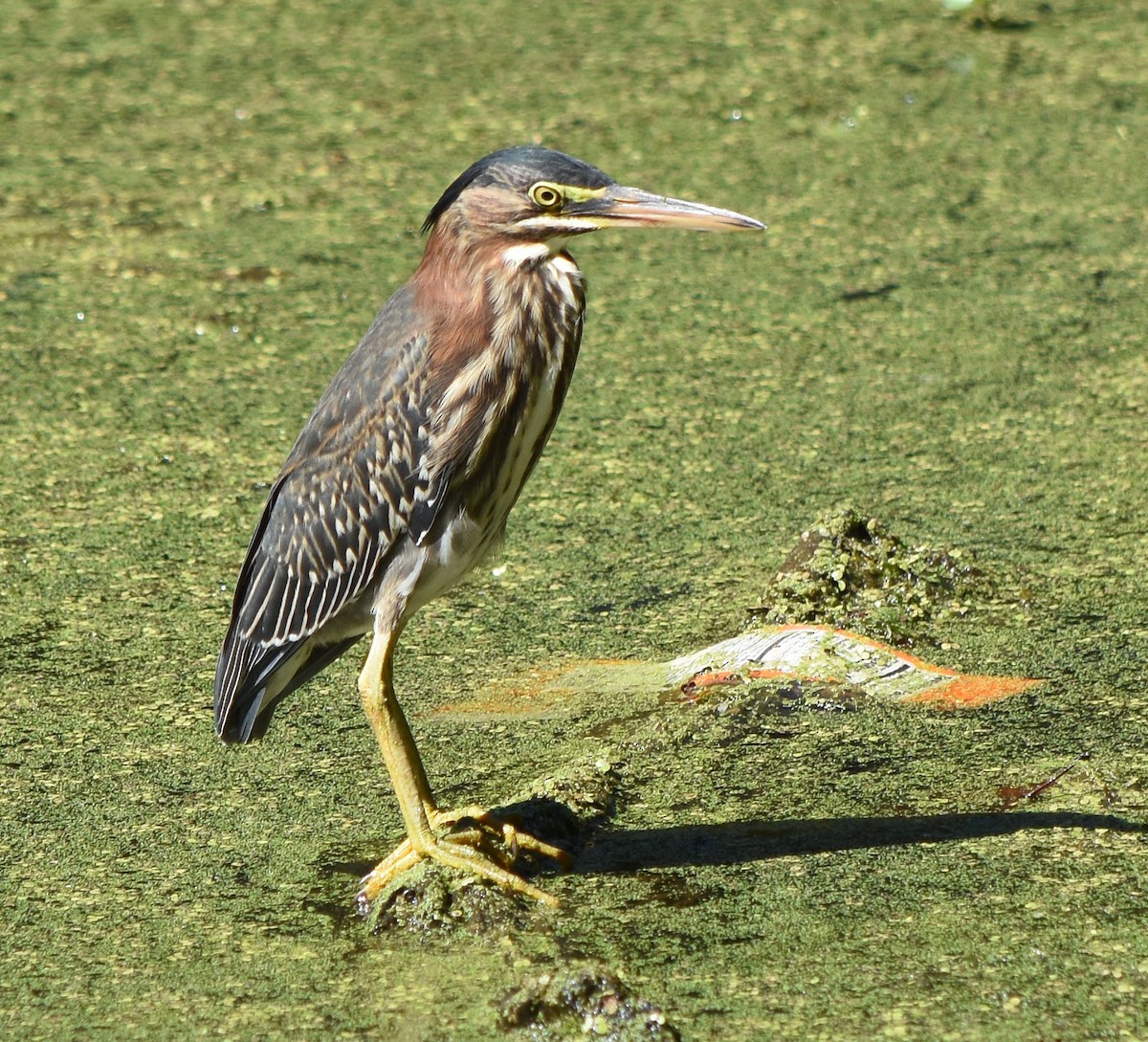 Green Heron - ML641756026