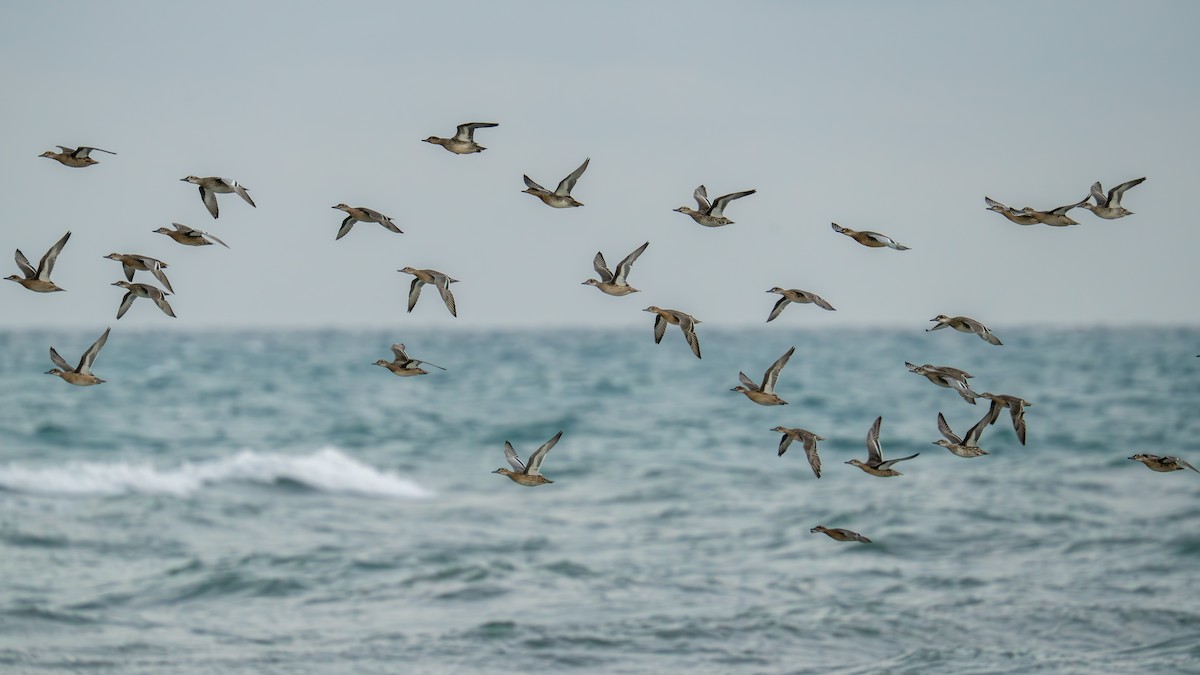 Garganey - ML641756028