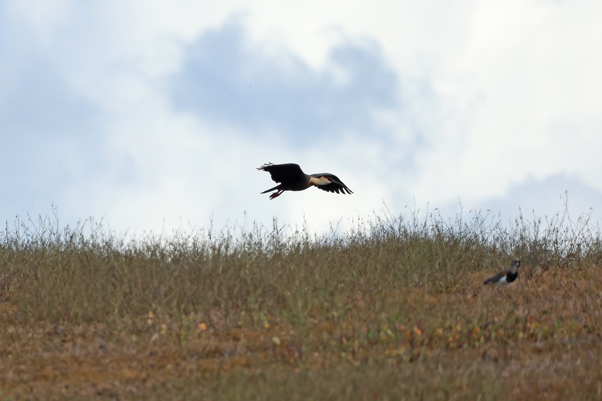 Buff-necked Ibis - ML641756044