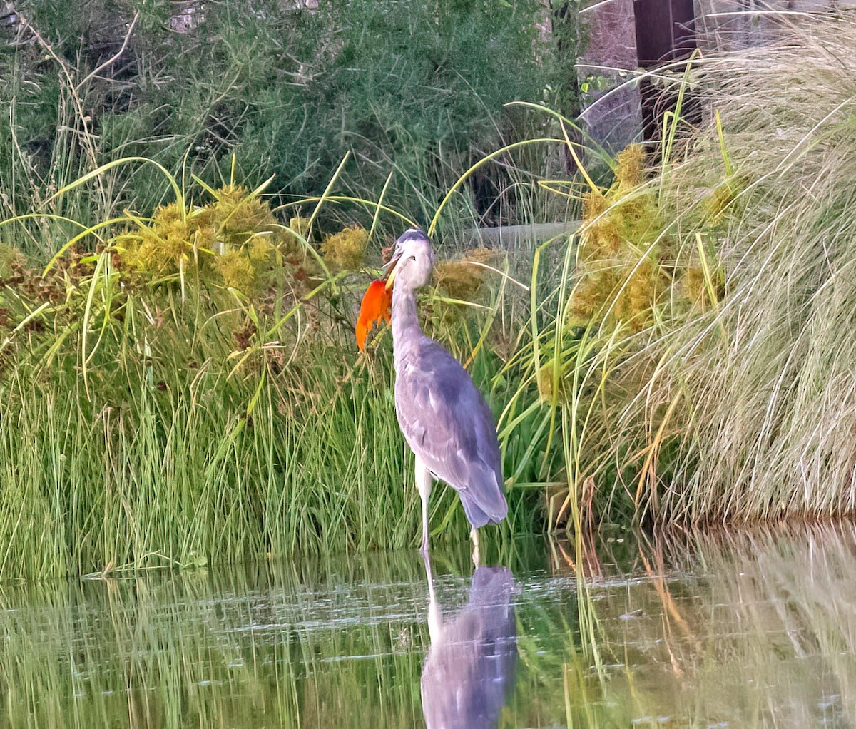 Great Blue Heron - ML641756090