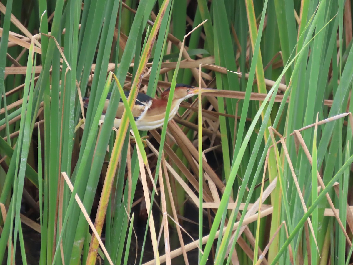 Least Bittern - ML641756091
