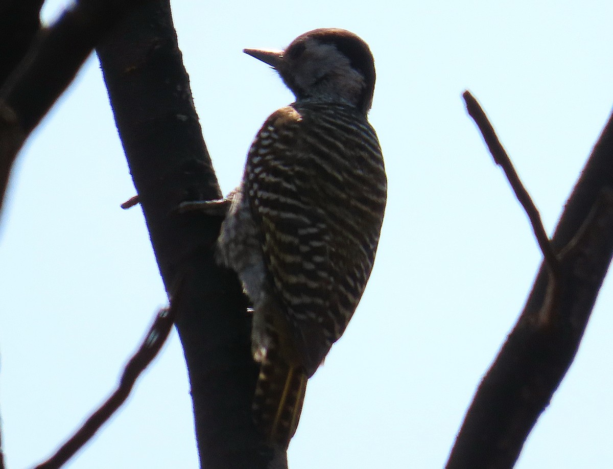 Cardinal Woodpecker - ML641756094