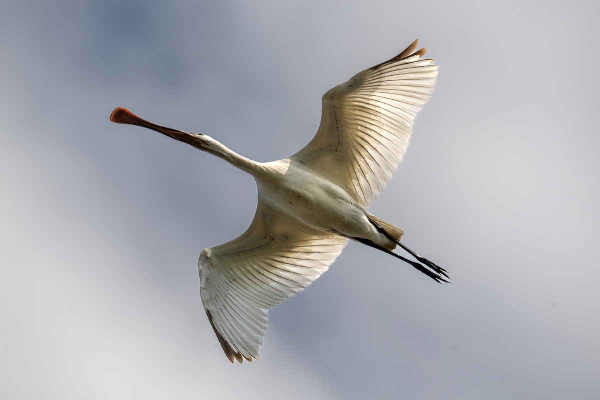 Eurasian Spoonbill - ML641756095