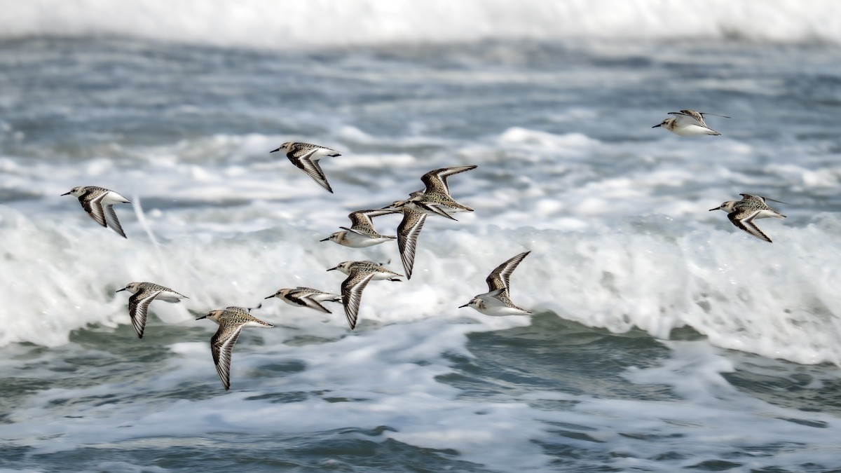 Sanderling - ML641756144