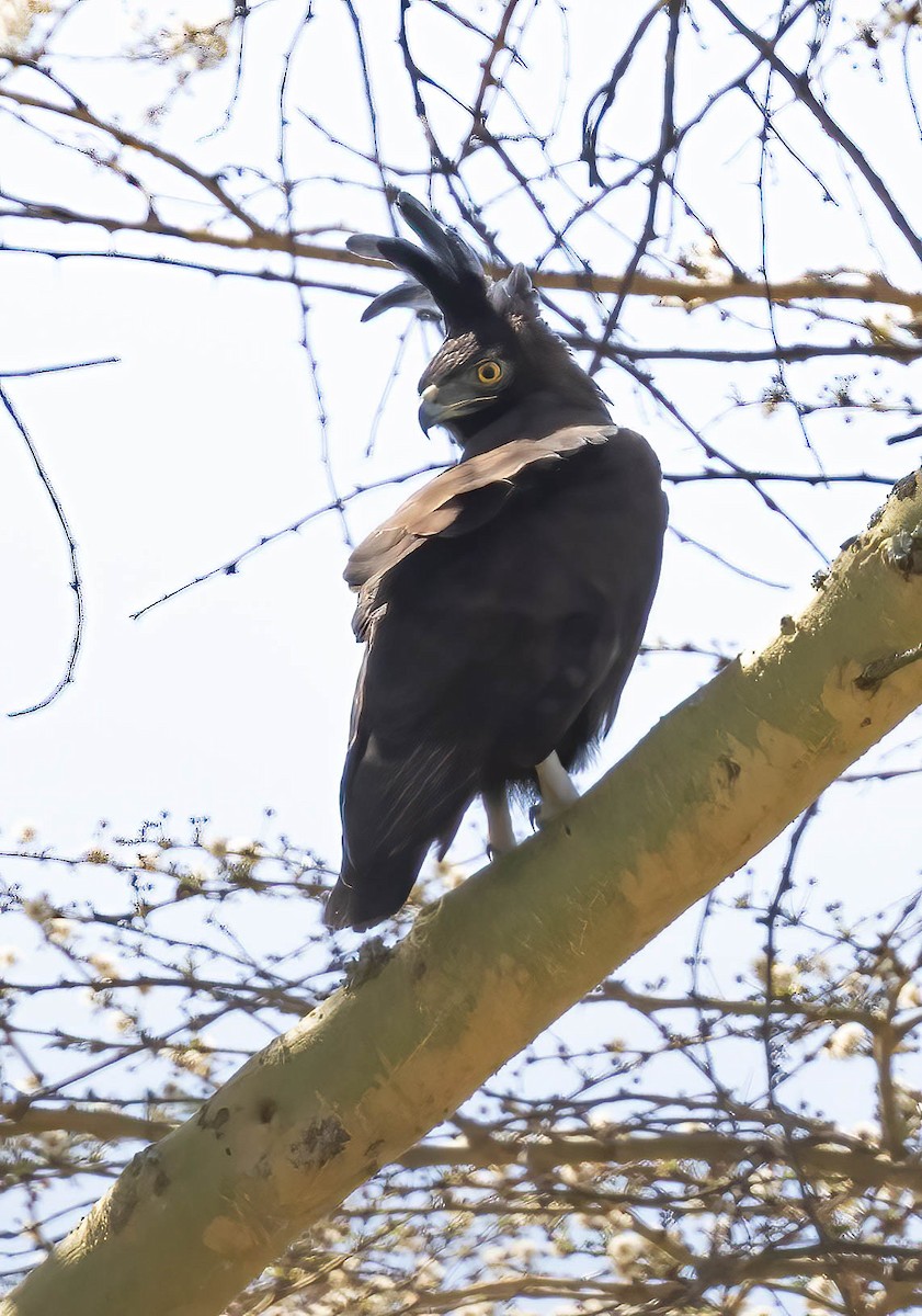 Long-crested Eagle - ML641756165