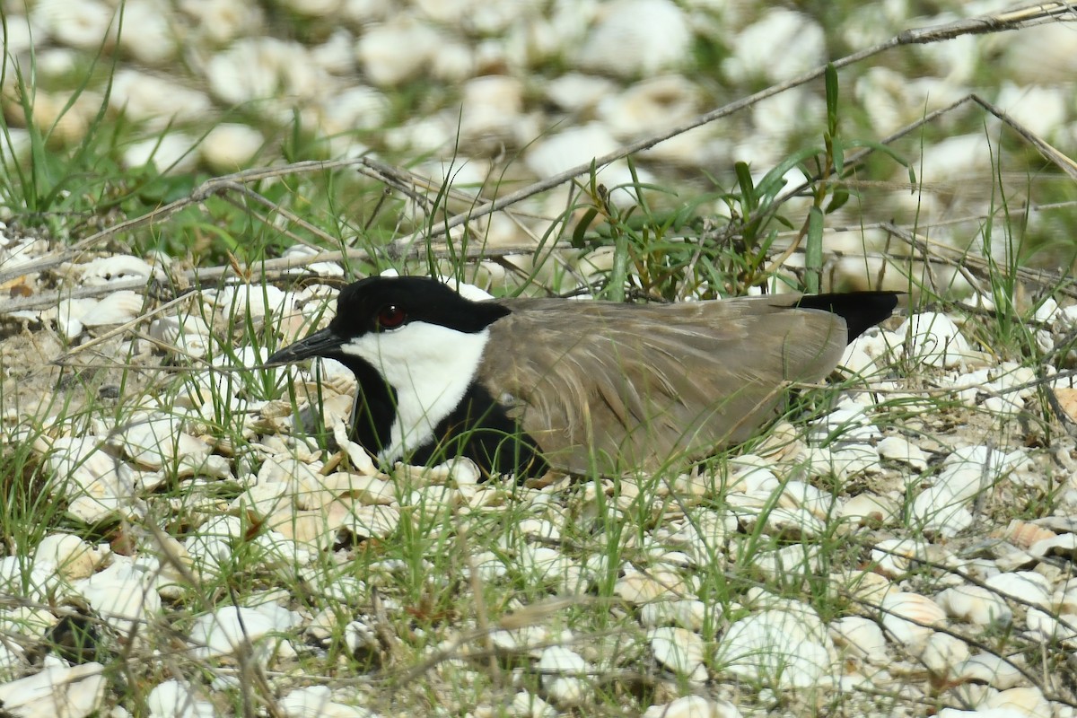 Vanneau à éperons - ML641756189
