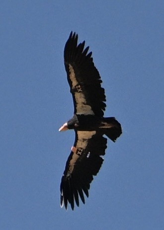 California Condor - ML641756196