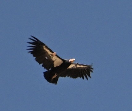 California Condor - ML641756201