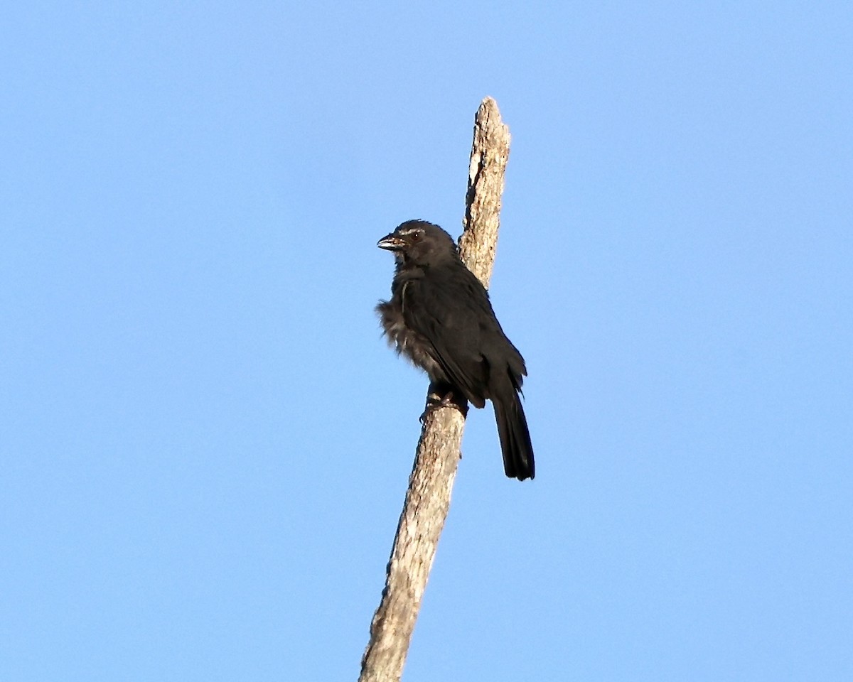 Yellow-browed Sparrow - ML641756228