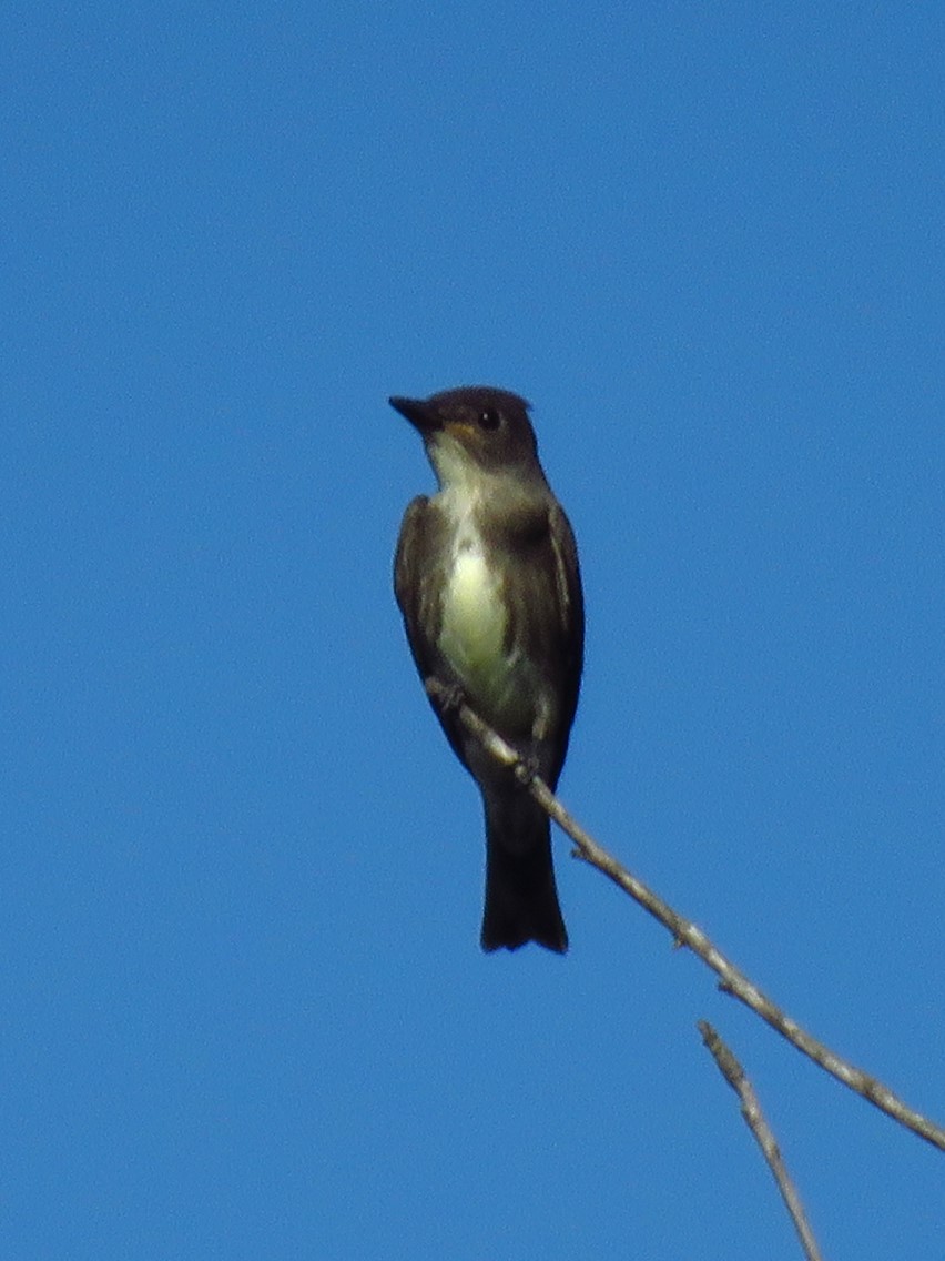 Olive-sided Flycatcher - ML641756236