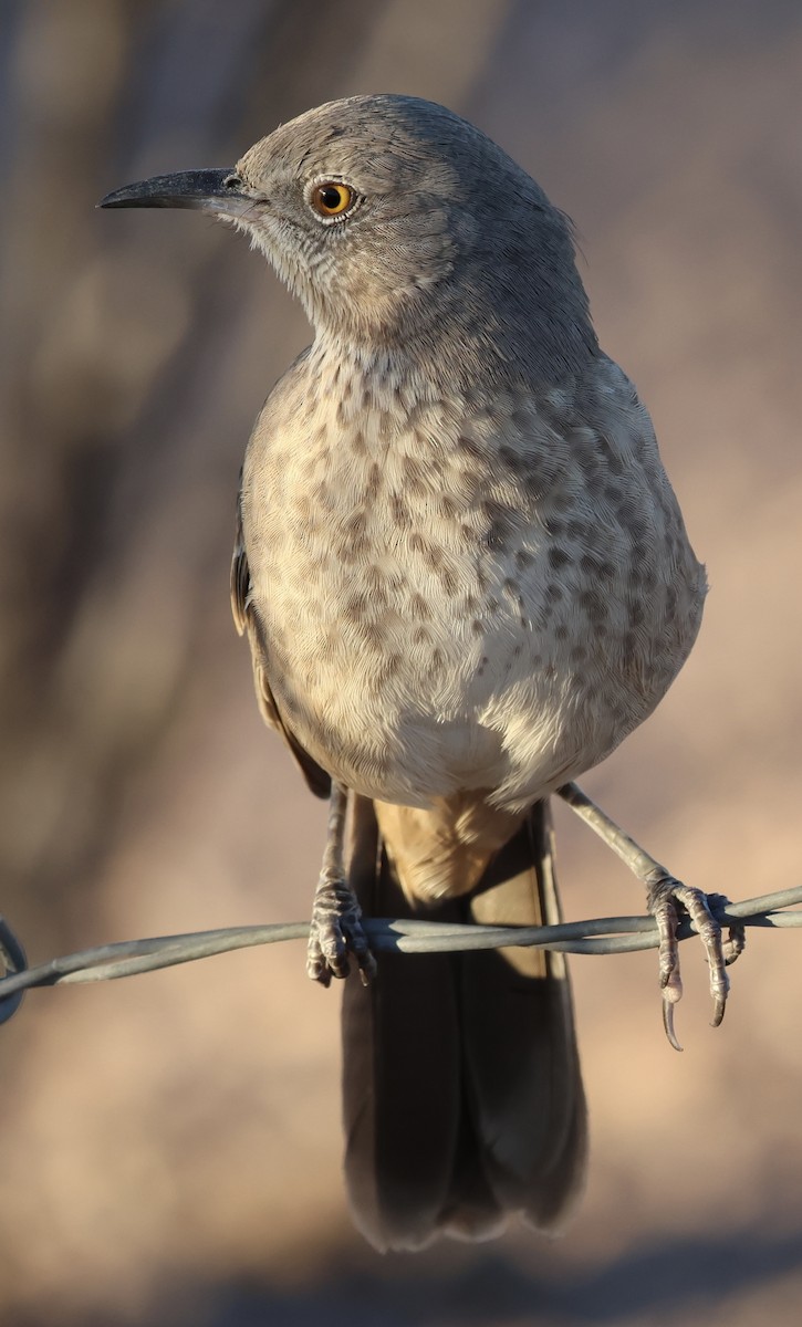 Bendire's Thrasher - ML641756260