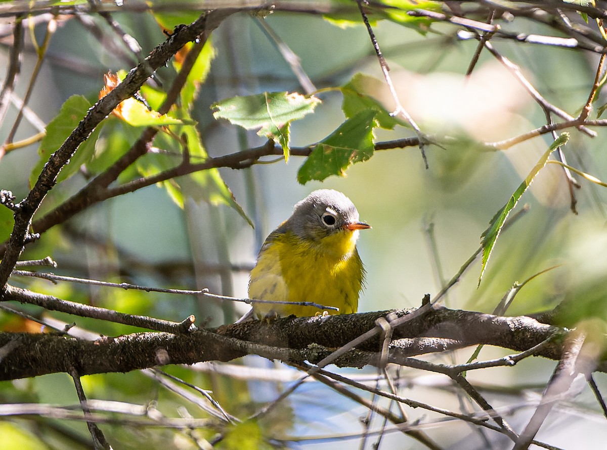 Magnolia Warbler - ML641756277