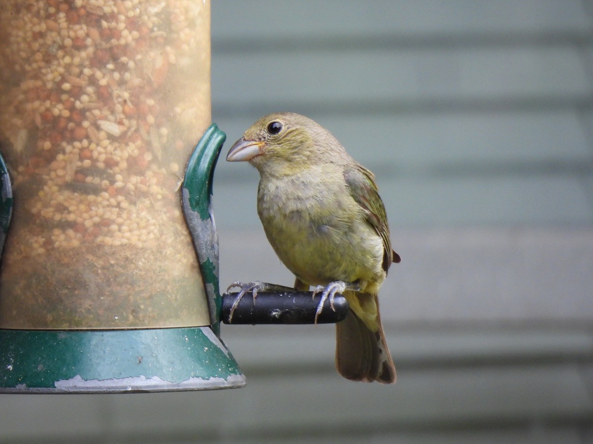 Painted Bunting - ML641756341