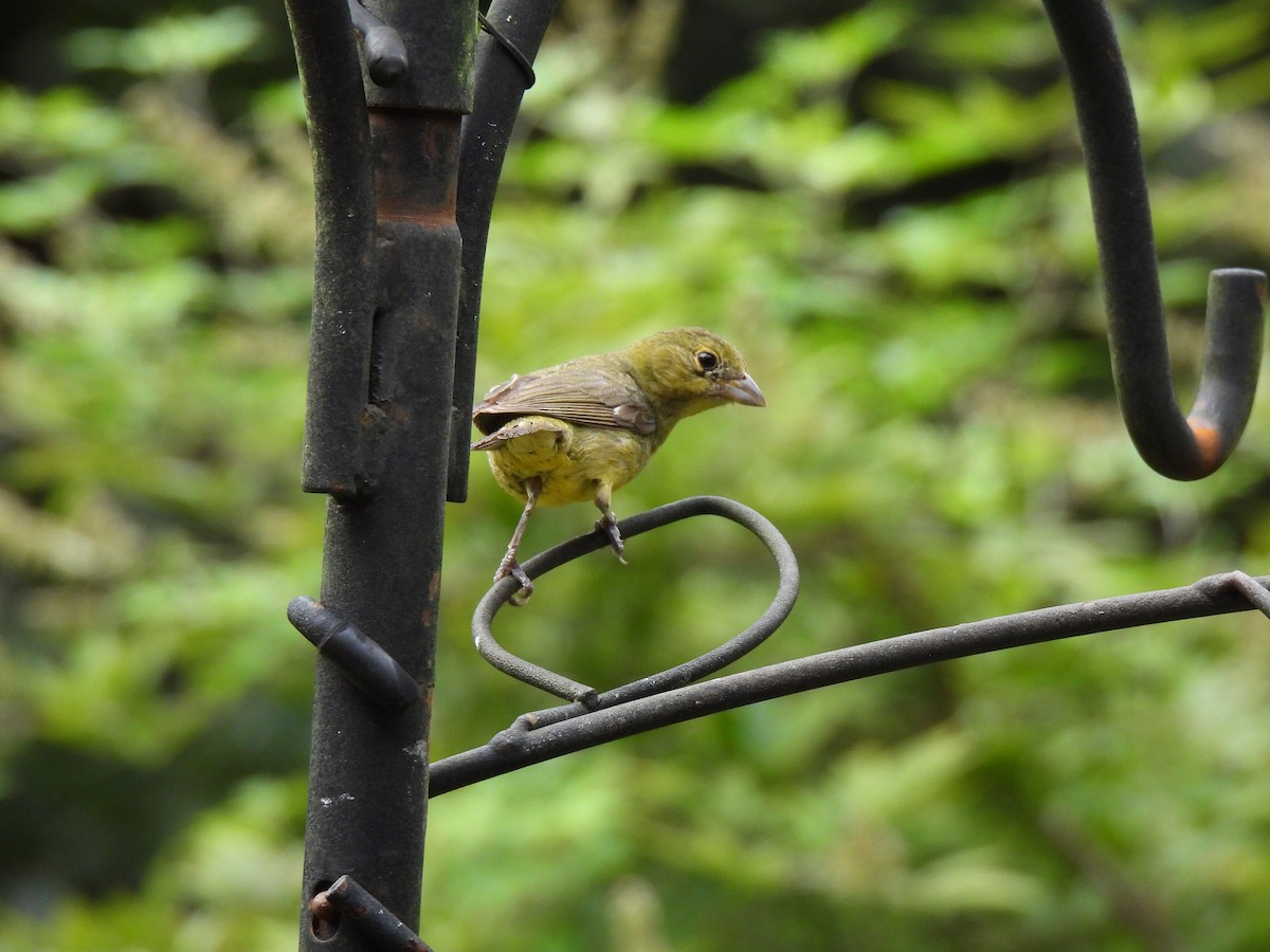 Painted Bunting - ML641756342