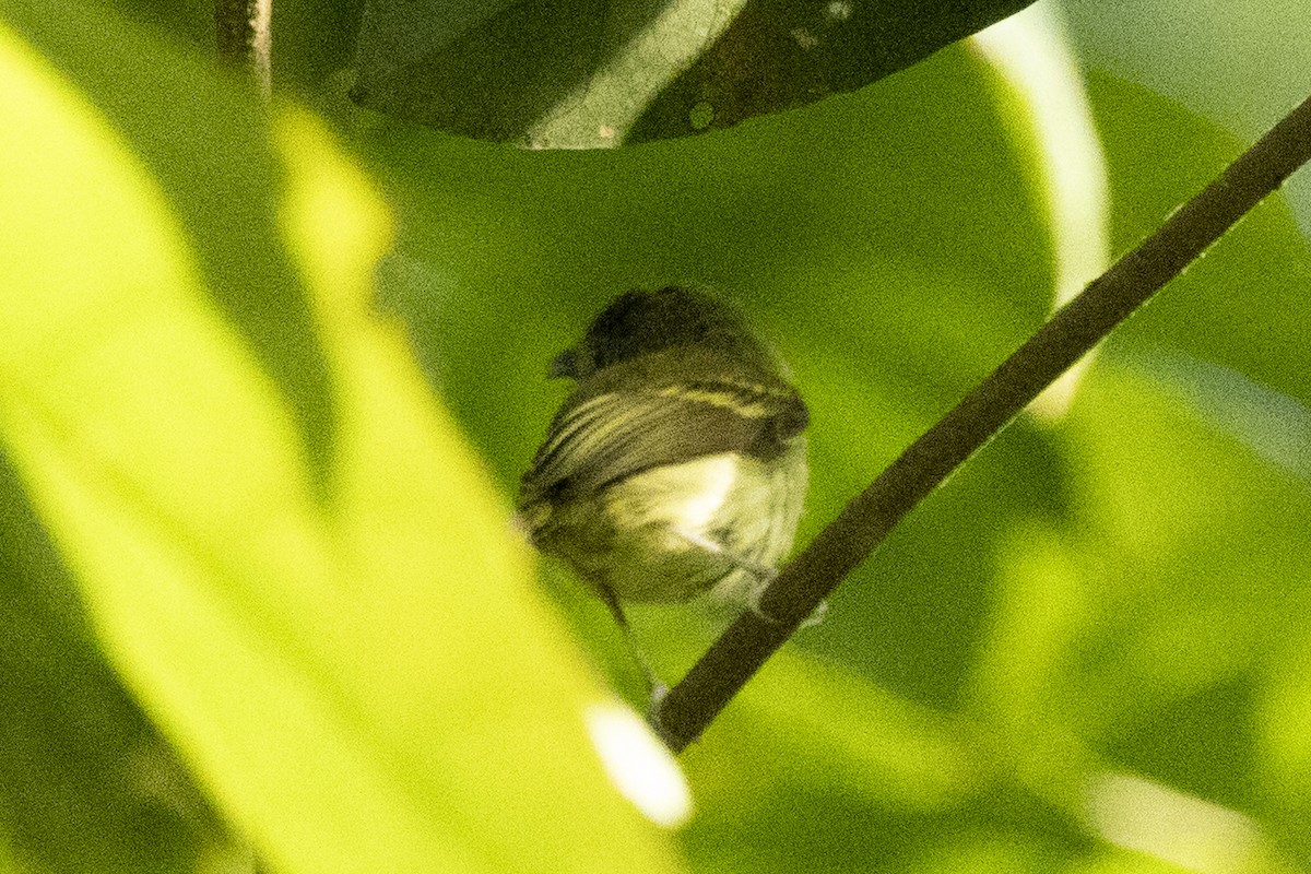 Northern Bentbill - ML641756369