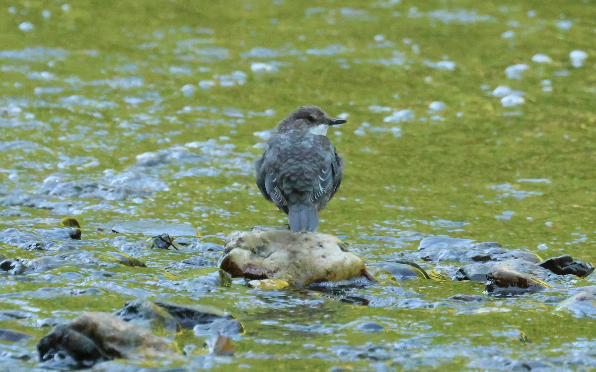 White-throated Dipper - ML641756387