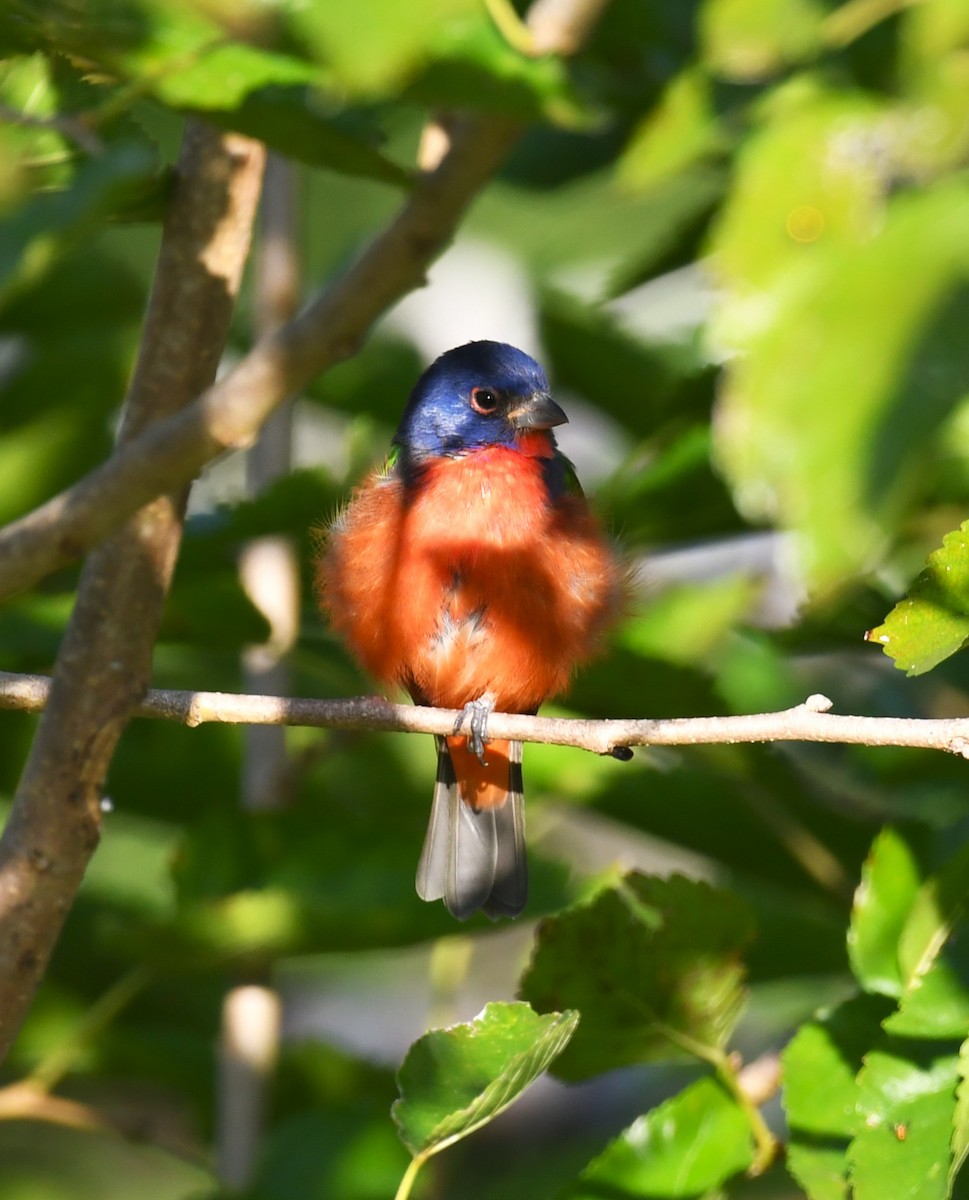 Painted Bunting - ML641756394