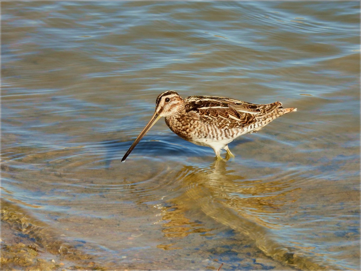Common Snipe - ML641756412