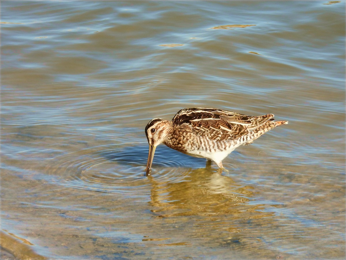Common Snipe - ML641756413